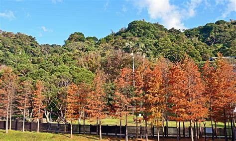 Top Things to Do Near Chungbuk Fall Pine, Taichung, Taiwan.